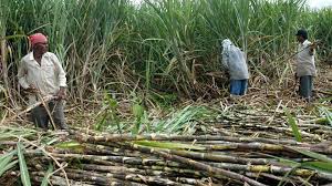 Sugarcane | महाराष्ट्रातील ऊस पळवला जातोय कर्नाटकात