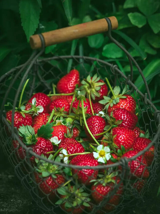 हे आहेत स्ट्रॉबेरी खाण्याचे फायदे