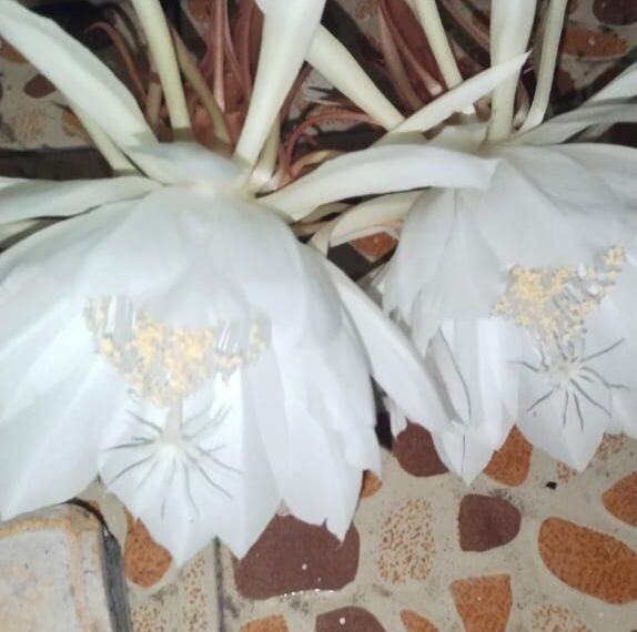 फौजदार चावडी पोलिस स्टेशनचे ASI दिलीप भालशंकर यांच्या घरी उमलले "ब्रम्हकमळ" फौजदार चावडी पोलिस स्टेशनचे ASI दिलीप भालशंकर यांच्या घरी उमलले "ब्रम्हकमळ" Brahma lotus bloomed at the house of ASI Dilip Bhalshankar